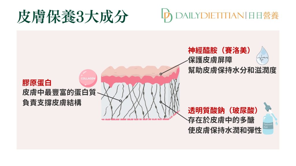 皮膚保養、膠原蛋白、神經醯胺、玻尿酸